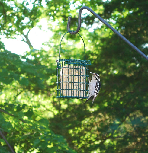 Wildlife Sciences Suet Feeder Cage - Suet Cake Combo for Wild Birds, Includes 1 Feeder and 11 oz Nuts & Berry Cake