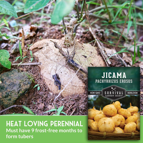 (1 Pack) Jicama Seeds for Planting Mexican Turnip (Pachyrhizus Erosus), Yam Bean Root Vegetable Drought-Tolerant