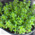 6 Pack Live Aromatic and Edible Herb Assortment (Rosemary, Eucalyptus, Mint, Lemon Balm, Other Assorted Herbs), Plants