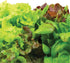 6-Pod AeroGarden Mixed Romaine Lettuce Seed pod Kit