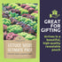 Pack 25 Packs 2026 Organic Lettuce & Greens Seed Variety - Individual - Season - Lacinato Kale, Roquette Arugula, Red