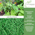 50+ Jade Bush Bean Seeds (Phaseolus vulgaris) Heirloom Non-GMO Seeds by Islas Garden Seeds, Slender Green Pods, Tender