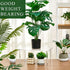 RattanView 1 15 Inch 4-leg 6mm Pcs Acrylic Risers Display Stands Rectangular Acrylic Plant Stand, Thick Clear Shelf