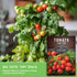 (1 Pack) Tiny Tim Tomato Seeds - Dwarf Cherry Tomatoes for Planting Indoors or Patio, Compact Heirloom Variety