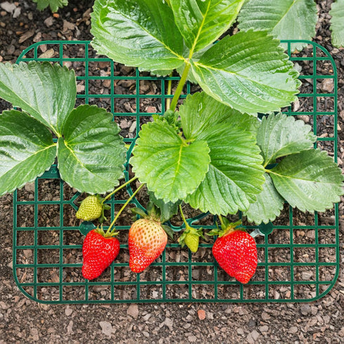 20 Pack 4 Pumtus Square Strawberry Supports, Strawberry Growing Rack with Sturdy Legs, Plastic Strawberry Plant Stand