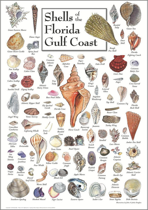 Earth Sky + Water Poster, Shells of Florida's Gulf Coast - Poster