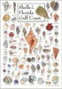 Earth Sky + Water Poster, Shells of Florida's Gulf Coast - Poster