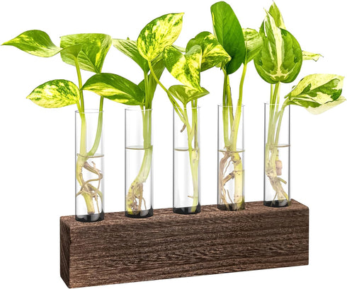 KAXYEW Desktop Glass Plant Propagation Station Test Tube Plant Terrarium in Wooden