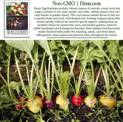 250+ Easter Egg Radish Seeds (Raphanus sativus) Non GMO & Heirloom Seeds by Islas Garden Seeds, Colorful Fast-Growing