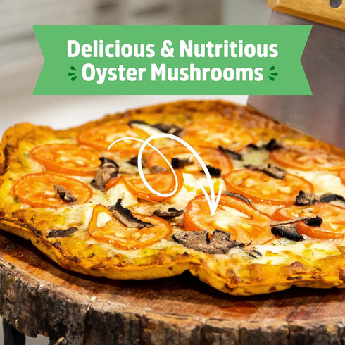 10 Back to the Roots Organic Mini Mushroom Grow Kit, Harvest Gourmet Oyster Mushrooms In days, Top Gardening Gift