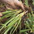 Purely Organic Products LLC 200 Organic Onion Seeds (Bunching Evergreen) - Approx Seeds - USDA Organic, Non-GMO, Open
