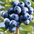 40PCS 10PCS 10 Mixed Fruit Seeds for Planting - Lemon Orange Apple Passion Fruit Blueberry PCS Cherry - Non GMO Fresh