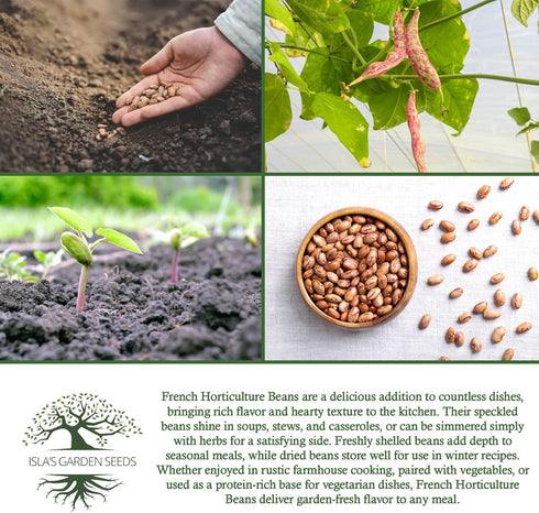 50+ French Horticulture Bean Seeds (Phaseolus vulgaris) Non-GMO Heirloom Seeds by Islas Garden Seeds, Also Known as