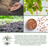 50+ French Horticulture Bean Seeds (Phaseolus vulgaris) Non-GMO Heirloom Seeds by Islas Garden Seeds, Also Known as