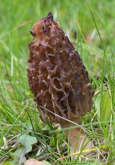 SEEDS4PLANTING Spores Black Morel Mushrooms Seeds Mycelium Spawn Grow Bonsai Dried Non GMO