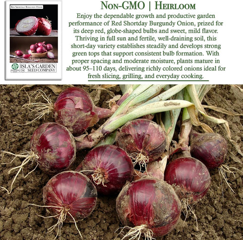 300+ Bulbs Red Shortday Burgundy Onion Seeds Heirloom Non-GMO Seeds by Islas Garden Seeds, Sweet Mild Burgundian