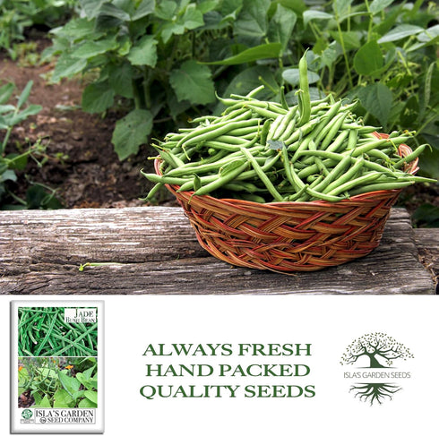 50+ Jade Bush Bean Seeds (Phaseolus vulgaris) Heirloom Non-GMO Seeds by Islas Garden Seeds, Slender Green Pods, Tender