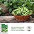 50+ Jade Bush Bean Seeds (Phaseolus vulgaris) Heirloom Non-GMO Seeds by Islas Garden Seeds, Slender Green Pods, Tender