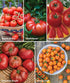 10 (1 Pack) Burpee Best Non-GMO Planting Tomato Seeds for Garden Gifts
