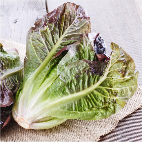 400 (1 Pack) Seed Needs, Red Romaine Lettuce Seeds - Heirloom Seeds for Planting Lactuca Sativa - Non-GMO & Untreated