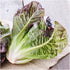 400 (1 Pack) Seed Needs, Red Romaine Lettuce Seeds - Heirloom Seeds for Planting Lactuca Sativa - Non-GMO & Untreated