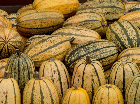 Seedville 50 Delicata Squash Striped Sweet Potato Cucurbita Pepo Vegetable Seeds