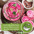 Packet (3) Sow Right Seeds - Chioggia Beet Seeds for Planting - Non-GMO Heirloom with Instructions to Plant & Grow an