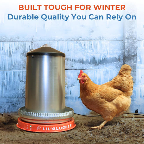 11 Inch) Lil'Clucker Heated Base for Chicken Waterer Automatic Metal Freeze Proof Heated Chicken Waterer with Heater