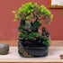 Gdrasuya10 Desktop Fountain Waterfall Decor, Water Feature with Colour Changing LED Lighting