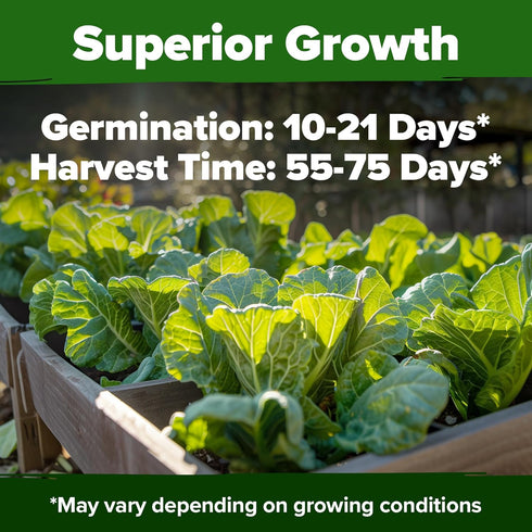 600+ HOME GROWN Vates Collard Green Seeds Heirloom Non-GMO Seeds for Planting, High Germination, Bolt Resistant Dark