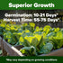 600+ HOME GROWN Vates Collard Green Seeds Heirloom Non-GMO Seeds for Planting, High Germination, Bolt Resistant Dark