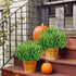 8 Bundles Artificial Greenery Stems Ouddy Decor, UV Resistant Faux Plastic Boxwood for Home Decor