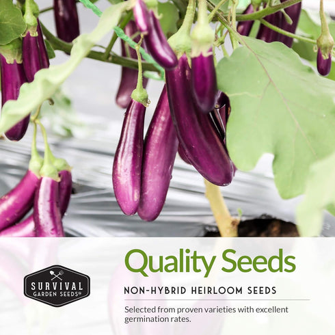 3 Survival Garden Seeds Eggplant Collection Varieties - Long Purple Italian, Black Beauty & Snowy Eggplant Seeds