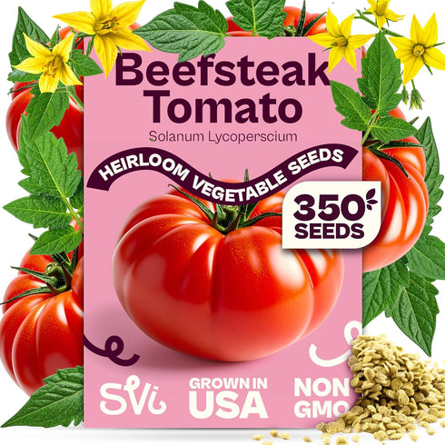 350 SVI Determinate Beefsteak Tomato Seeds (Solanum lycoperscium) Beefsteak Tomatoes Seed Packets
