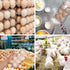 150 Pack 8 Bulk Egg Cartons, Clear Plastic Chicken Egg Holders, Egg Tray Carton Holder for Home & Kitchen, Farm