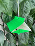 VT-102 (2 Pack, 8 VivaTrap Citrus Leafminer Trap & Lure Week)