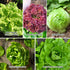 10 Heirloom Lettuce Seeds - Varieties, Non-GMO Seeds for Planting - Includes Spinach, Kale, Arugula, Romaine, Iceberg