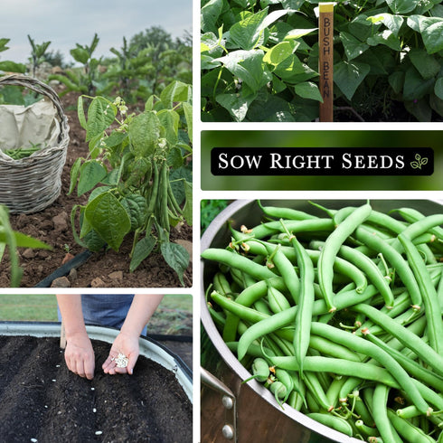Packet (1) Sow Right Seeds - Blue Lake Bush Bean Seeds for Planting - Non-GMO Heirloom with Instructions to Plant an