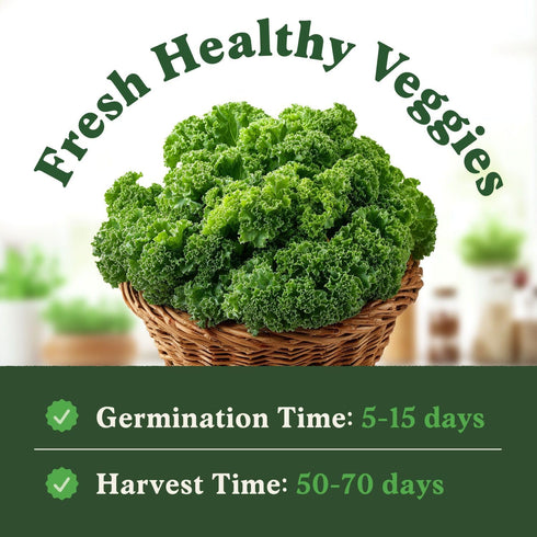 Packet Seedboy Organic Kale Seeds for Planting Indoor and Outdoor, Non-GMO and USDA Certified Vegetable Seed