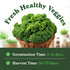 Packet Seedboy Organic Kale Seeds for Planting Indoor and Outdoor, Non-GMO and USDA Certified Vegetable Seed