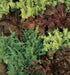 1100 Burpee Gourmet Blend Lettuce Seeds seeds