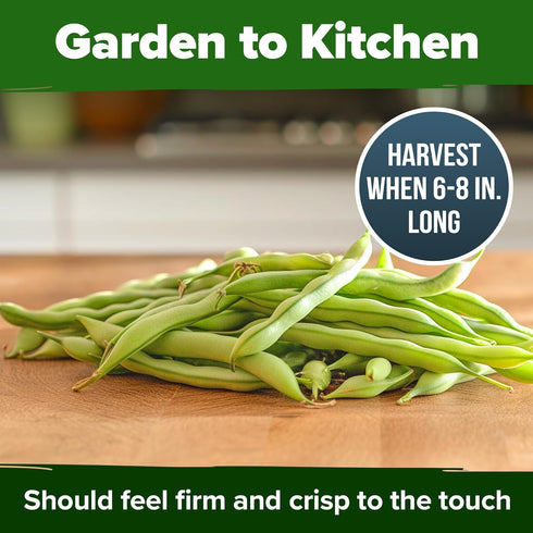 56+ HOME GROWN Contender Bush Bean Seeds Heirloom Non-GMO, High Germination, Stringless Green Beans for Planting, Early