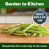 56+ HOME GROWN Contender Bush Bean Seeds Heirloom Non-GMO, High Germination, Stringless Green Beans for Planting, Early