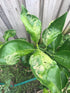 VT-102 (2 Pack, 8 VivaTrap Citrus Leafminer Trap & Lure Week)