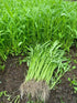 Generic 420+ 99% Ong Choy Seeds - Rau Muong La TRE - Kong Xin CAI - Water Spinach Seeds - Organic, Non GMO, Germination