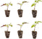 Bonnie Plants Roma Tomato Plugs, Live Plants, Ideal for Raised Beds and
