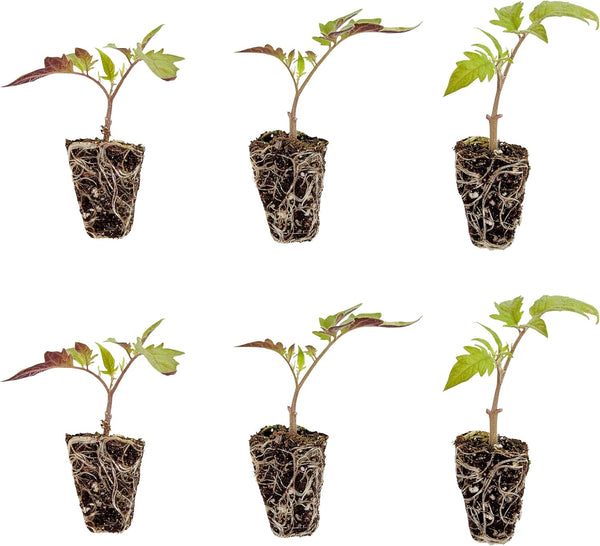 Bonnie Plants Better Boy Tomato Plug, Live Plant, for Burgers, Salsa, and