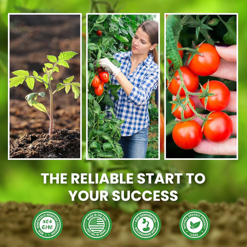 10 Pack Pack -5000+ Heirloom Tomato Seeds Variety Non-GMO Garden Seeds for Planting Outdoors & Indoor Home Gardening