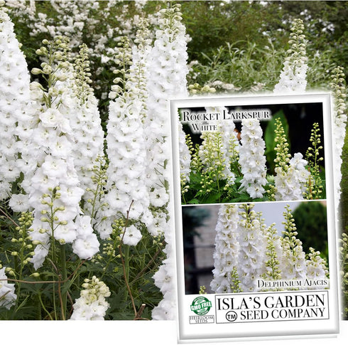 White Larkspur Rocket Flower Seeds for Planting, 250+ Seeds, Non-GMO Heirloom Seeds for Home Garden