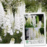 White Larkspur Rocket Flower Seeds for Planting, 250+ Seeds, Non-GMO Heirloom Seeds for Home Garden
